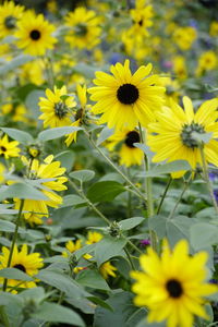 Close-up of yellow flowering plants on field