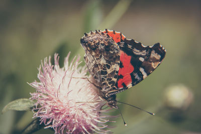 Close-up of butterfly on flower