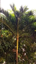 Low angle view of coconut palm tree against clear sky