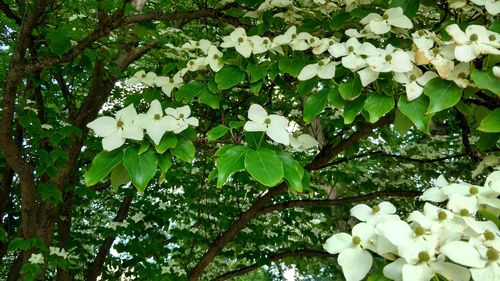 Close-up of white blossom