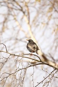 Low angle view of bird perching on branch