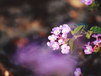 Close-up of pink flowers