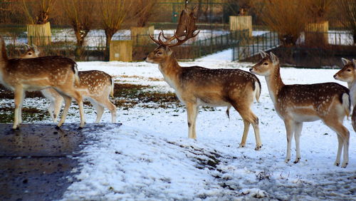 Deer on snow field