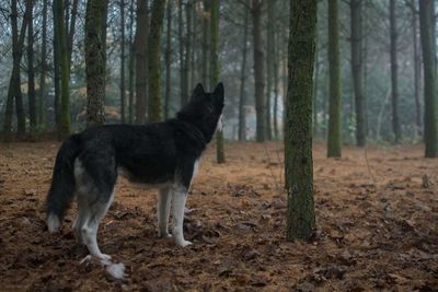 Dog in a forest