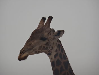 Low angle view of giraffe against sky