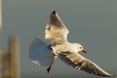 Low angle view of seagull flying