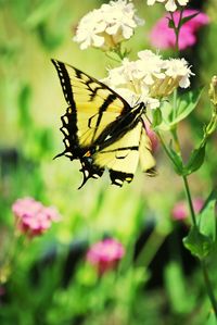 Close-up of butterfly pollinating on flower