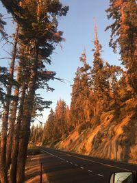 Road amidst trees against sky