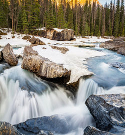 Scenic view of waterfall in forest