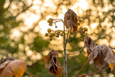 Close-up of leaves on tree