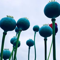 Low angle view of fruits against clear blue sky