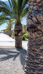 Palm tree on sand