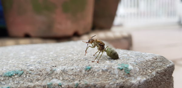 Close-up of insect on retaining wall