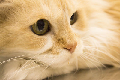 Close-up of a cat looking away