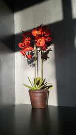 Close-up of flowers in vase