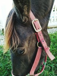 Close-up of horse