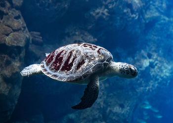 Turtle swimming in sea