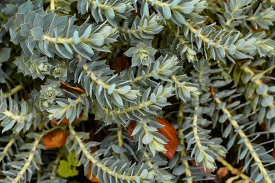 Close-up of flowering plant leaves