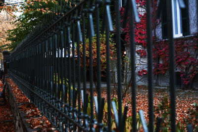 Panoramic shot of flowering plants by railing