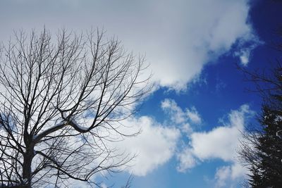 Low angle view of silhouette bare tree against sky