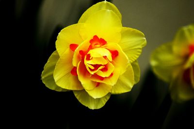 Close-up of yellow flower blooming outdoors