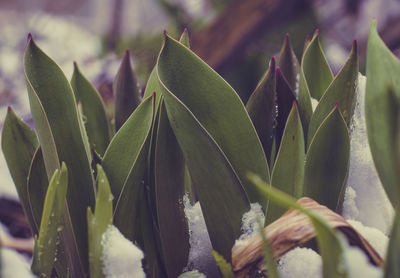 Close-up of succulent plant leaves