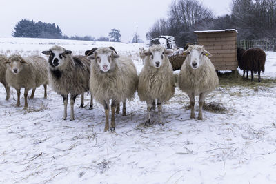 Portrait of sheep on snow covered field against sky