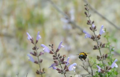 Close-up of honey bee on purple flowers