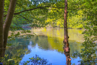 Scenic view of lake in forest