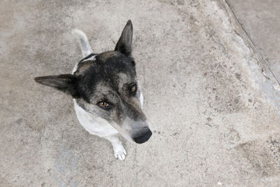 High angle view of dog standing on concrete