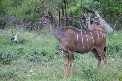 Side view of a horse on field