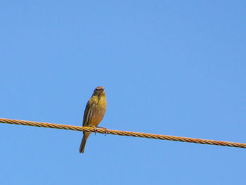 Low angle view of bird perching on cable against sky