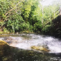 Scenic view of forest