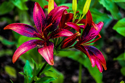 Close-up of pink flowers