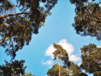 Low angle view of trees against sky