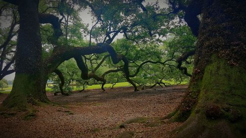 Plants growing on tree trunk