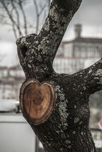 Close-up of tree trunk