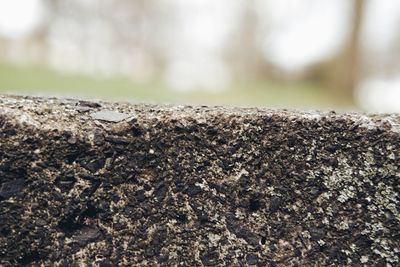 Close-up of insect on tree trunk