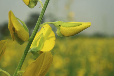 Close-up of yellow flowering plant