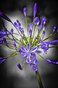 Close-up of purple crocus