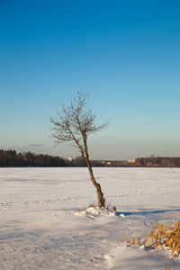 Bare tree on snow covered landscape against clear sky