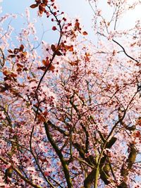 Low angle view of cherry blossoms in spring