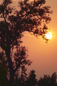 Low angle view of silhouette tree against sky during sunset