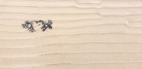 High angle view of tree on sand