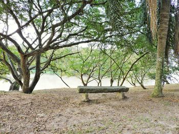 Trees growing on landscape