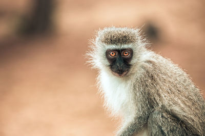 Portrait of monkey looking away against blurred background