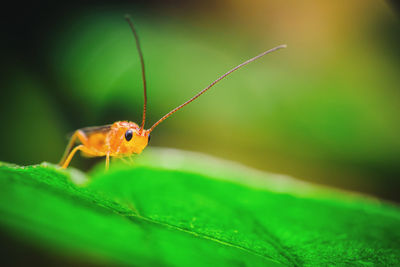 Close-up of insect on leaf