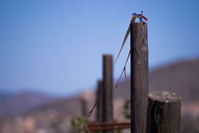 Close-up of bird on wooden post against clear sky