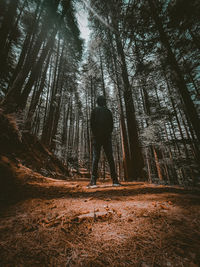 Rear view of man standing by trees in forest