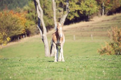 Horse in a field